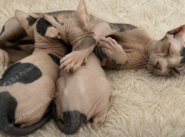 Male 10 week Sphynx