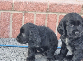 Cocker spaniel puppies
