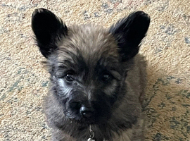 Skye Terrier Puppies. Rare breed