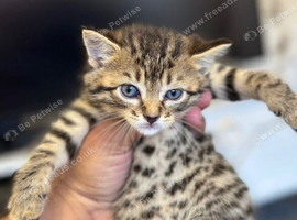 Bengal cross