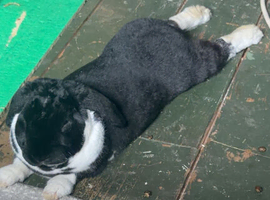 Rex mini lop mix