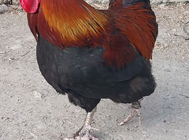 Black copper Maran cockrel