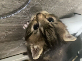 Kittens for sale