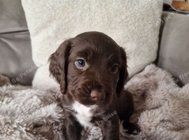 Sprocker spaniels