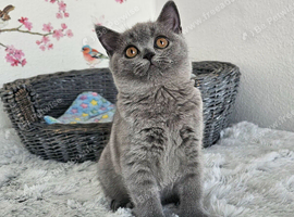 British Shorthair female