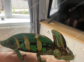 Male veiled chameleon including setup