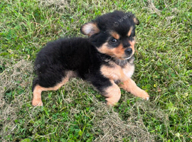 Pomeranian pup
