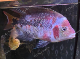 Blood marble vieja male