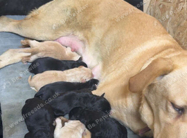 Beautiful Labrador x Bernedoodle Puppies