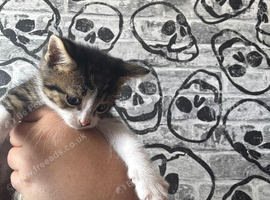 Kittens for sale
