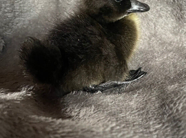 Ducklings