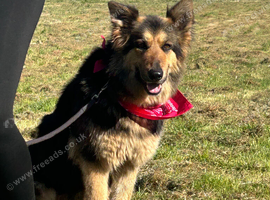 Female German Shepherd