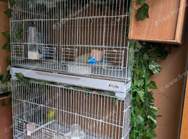 Breeding cages