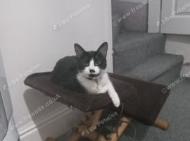 2 year old playful cat