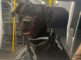 cane corso cross for sale