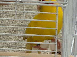 Kakariki