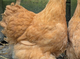 Buff Orpington Hens X 4