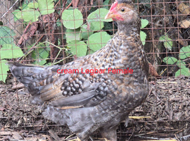 Chickens for sale