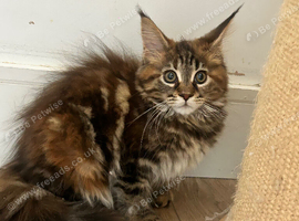 Female mainecoon kitten ready now at 14 weeks