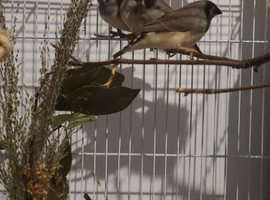 Zebra Finch