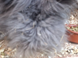 Angora x