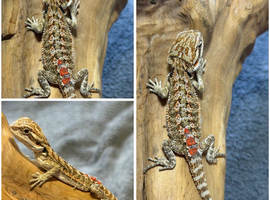 STUNNING BEARDIES- JUNE 12th