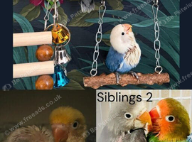 Hand-Reared Baby LoveBirds | Stunning Colours | Bedford