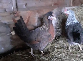 Lovely silver Sussex and many other breed chickens, point of lay