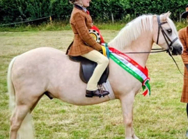 Fantastic Lead Rein Pony, Potential First Ridden