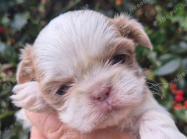 American imperial Shih Tzu blue and white girl for sale