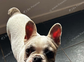 Very sweet 6m old puppy needs a home