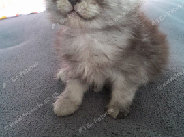 Maincoon x scottish and calico x scottish