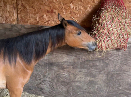 Hackney yearling filly