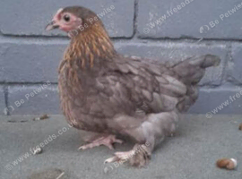 4 bantam chickens