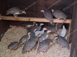 Guinea fowl keets