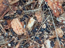 Jar of springtails