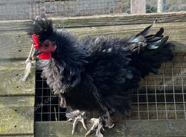Frizzle cockerall