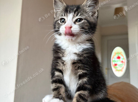 Tabby and White Fluffy American Shorthair Male Kitten