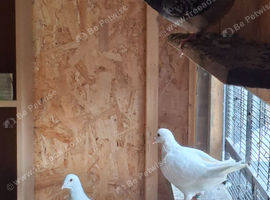 8 racing pigeons