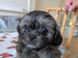Shitzu Puppy's