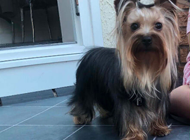 Beautiful Yorkshire terrier