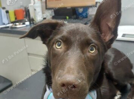 New zealand huntaway cross border collie