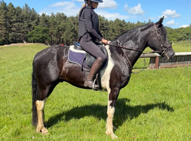 15.2hh gelding