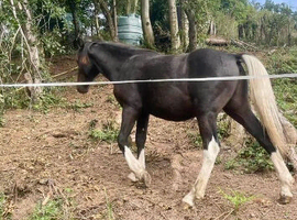 I am looking for another Cross Welsh Cob COH/Gelding Therapy horse Black with four white socks and white tail with no other markings black face and lo