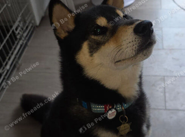 Shiba Inu Male