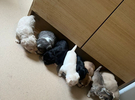 Fluffy French bulldog puppies