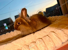 mini lion lop