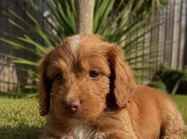 F1 cockapoo puppies MALE READY NOW