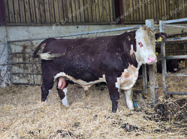 Young pedigree hereford bull