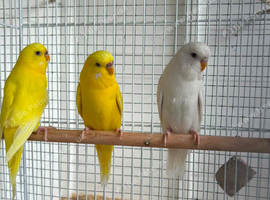 Lovely budgies available